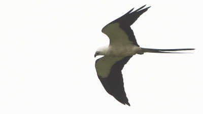 Swallow-tailed Kite / Zwaluwstaartwouw