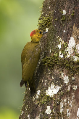 Yellow-throated woodpecker.jpg