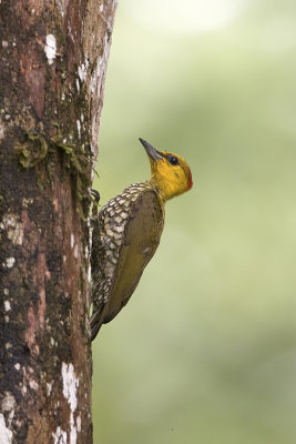 Yellow-throated woodpecker 1.jpg