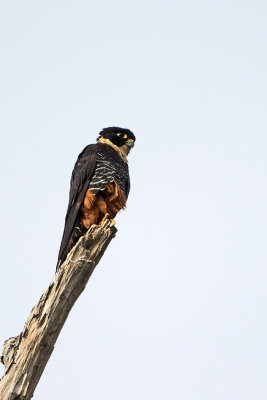 Bat Falcon / Vleermuisvalk
