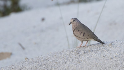 Musduif / Common ground dove