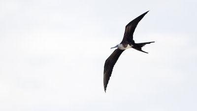 Magnifecent Frigatbird / Amerikaanse Fregatvogel