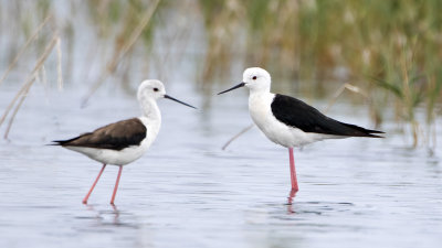 Black-winged Stilt / Steltkluut
