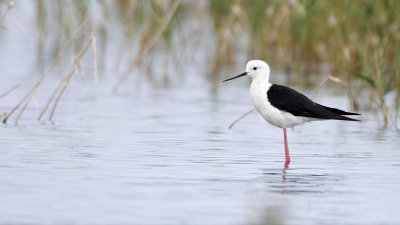 Black-winged Stilt / Steltkluut