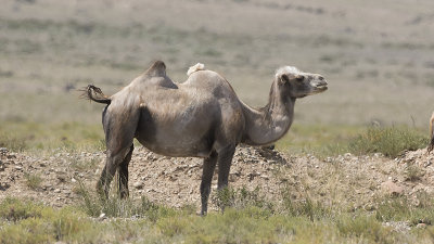 Camel / Kameel.jpg