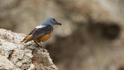 Rode rotslijster / Common rock thrush