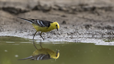 Citrine Wagtail Calcarata / Citroen Kwikstaart
