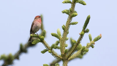 Roodmus / Common rosefinch