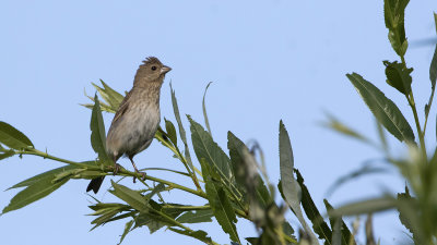 Roodmus / Common rosefinch