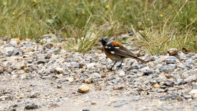 Eversmann's roodstaart / Eversmann's redstart
