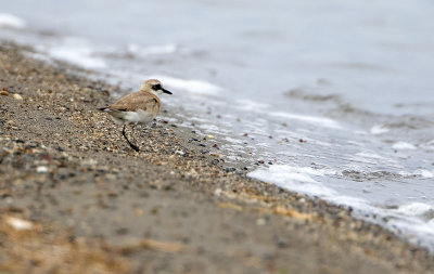 Greater Sandplover / Woestijnplevier
