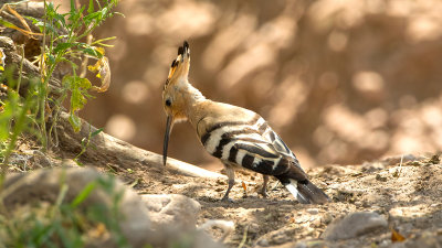 Eurasian Hoopoe / Hop