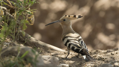 Hoopoe / Hop