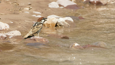 Indian sparrow.jpg
