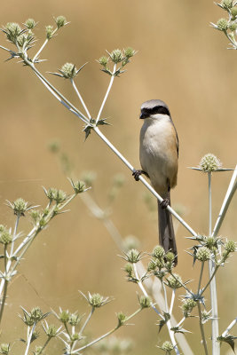Long-tailed Shrike / Langstaartklauwier