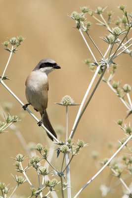 Long-tailed Shrike / Langstaartklauwier