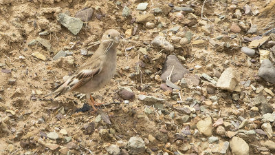 Mongoolse woestijnvink / Mongolian finch