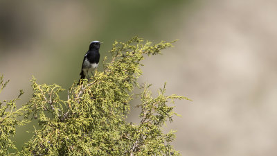 Bonte tapuit / Pied wheatear