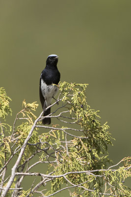 Bonte tapuit / Pied wheatear