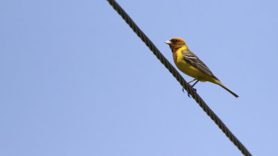 Bruinkopgors / Red-headed bunting