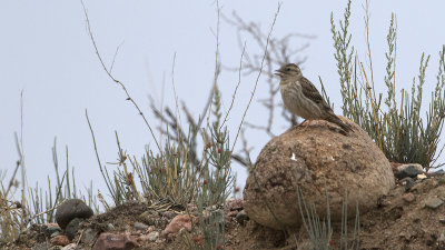 Rotsmus / Rock sparrow