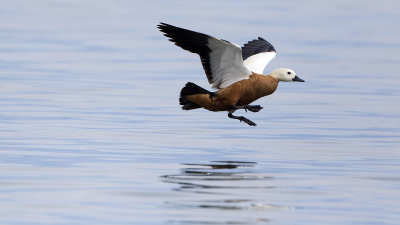 Ruddy shelduck.jpg