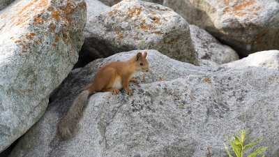 Squirrel / Rode eekhoorn