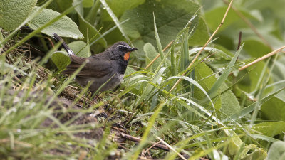 Zwartborstnachtegaal / White-tailed rubythroat
