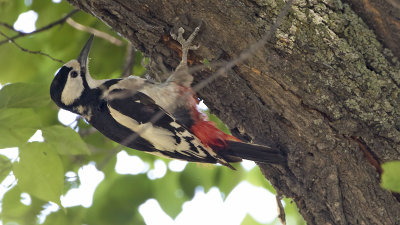 White-winged woodpecker.jpg