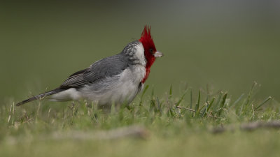 Red-crested-cardinal.jpg