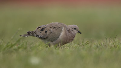 Geoorde treurduif / Eared dove