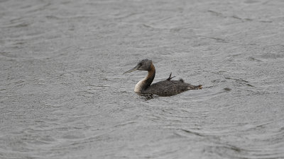 Great grebe / Grote fuut