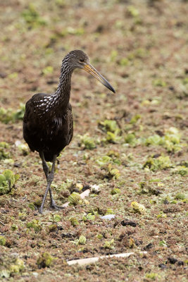 Limpkin 4.jpg