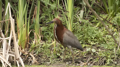 Rufescent tiger-heron 2.jpg