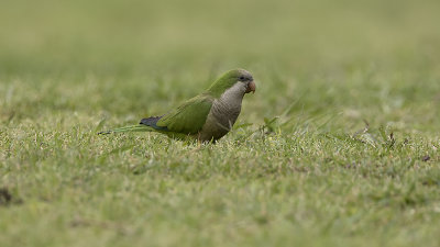 Monk parakeet 2.jpg