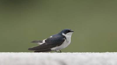 White-rumped swallow / Witstuitzwaluw