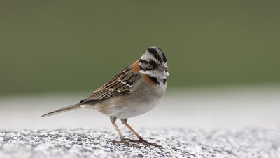 Roodkraaggors / Rufous-collared sparrow