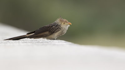 Guira cucko / Guirakoekoek