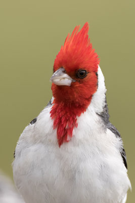 Red-crested cardina.jpg