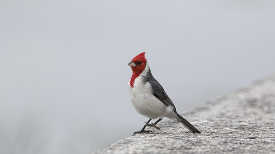 Red-crested cardinal 3.jpg