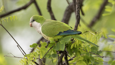 Monk parakeet 3.jpg