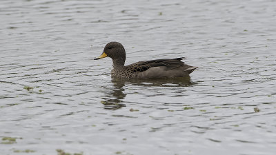 Specled teal / Chileense taling
