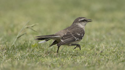 Camposspotlijster / Chalked-browed mockingbird