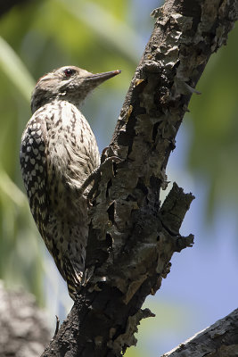 Checkered woodpecker 2.jpg