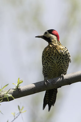 Green-barred Woodpecker / Groenbandgrondspecht