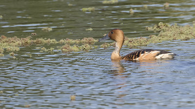 Fulvous whistling duck 2.jpg