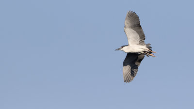 Black-crowned Night-heron 3.jpg