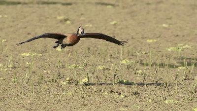 Black-bellied Whistling duck.jpg