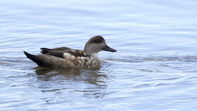 Crested duck / Andeseend