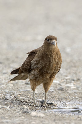 Chimango Caracara / Chimango